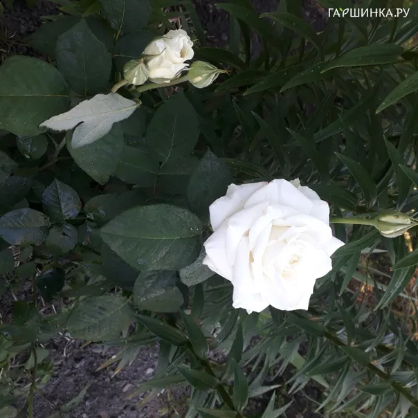 превью изображения отзыва