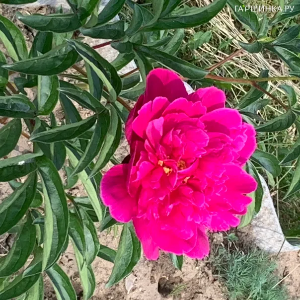 превью изображения отзыва