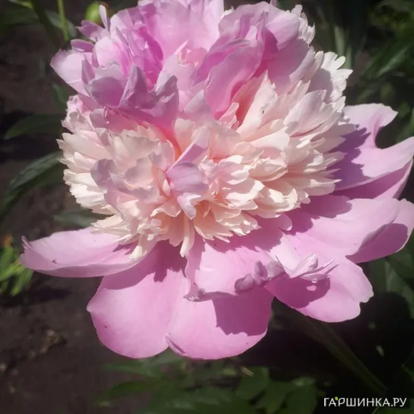 превью изображения отзыва