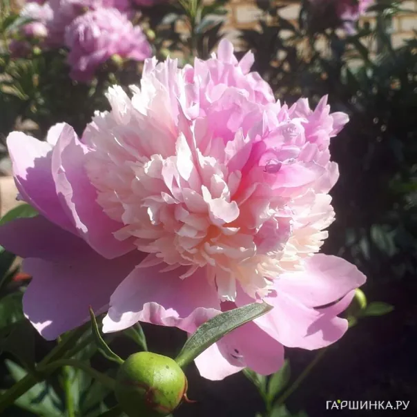 превью изображения отзыва