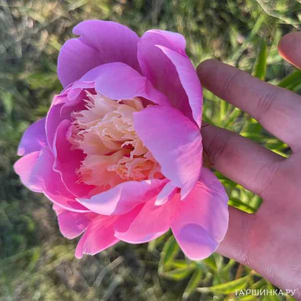 превью изображения отзыва