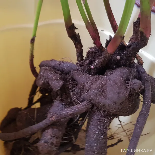 превью изображения отзыва