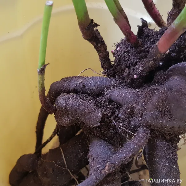 превью изображения отзыва