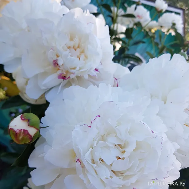 превью изображения отзыва