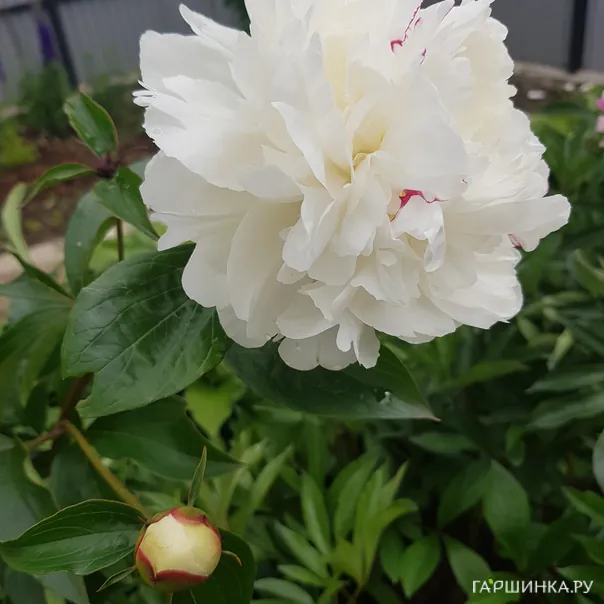 превью изображения отзыва