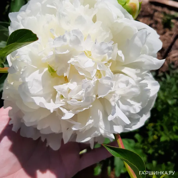 превью изображения отзыва