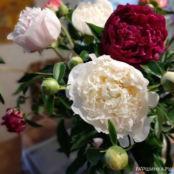 превью изображения отзыва