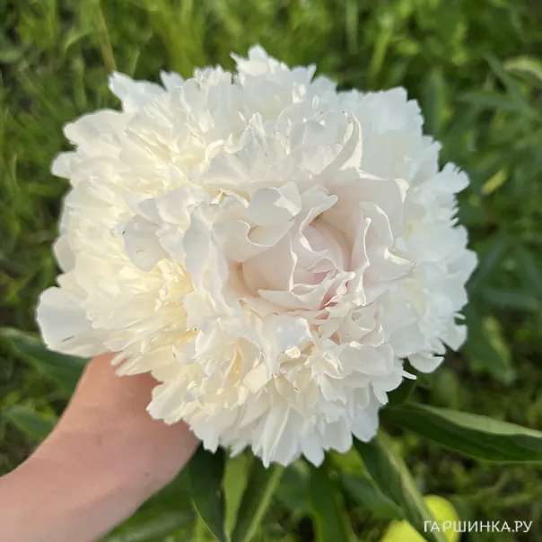 превью изображения отзыва