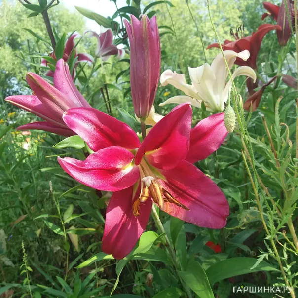 превью изображения отзыва