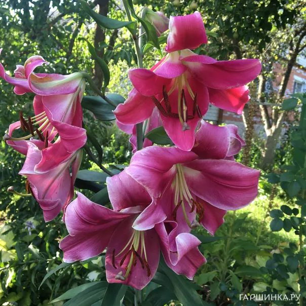 превью изображения отзыва