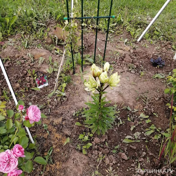 превью изображения отзыва