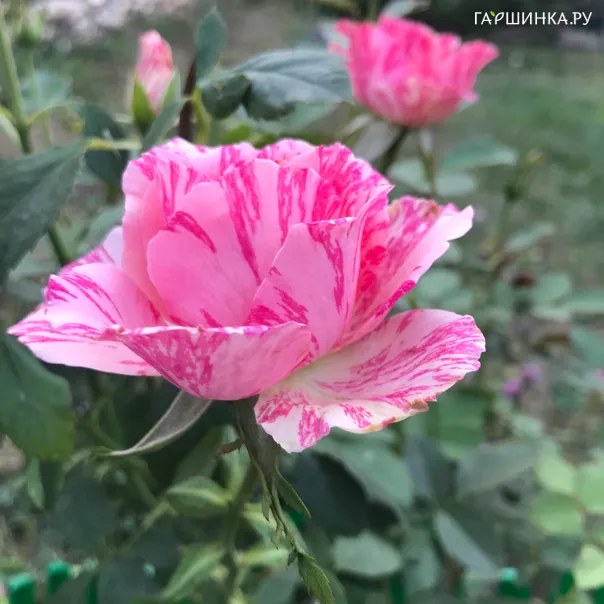 превью изображения отзыва