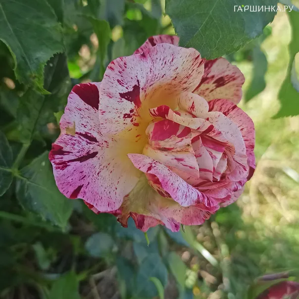 превью изображения отзыва