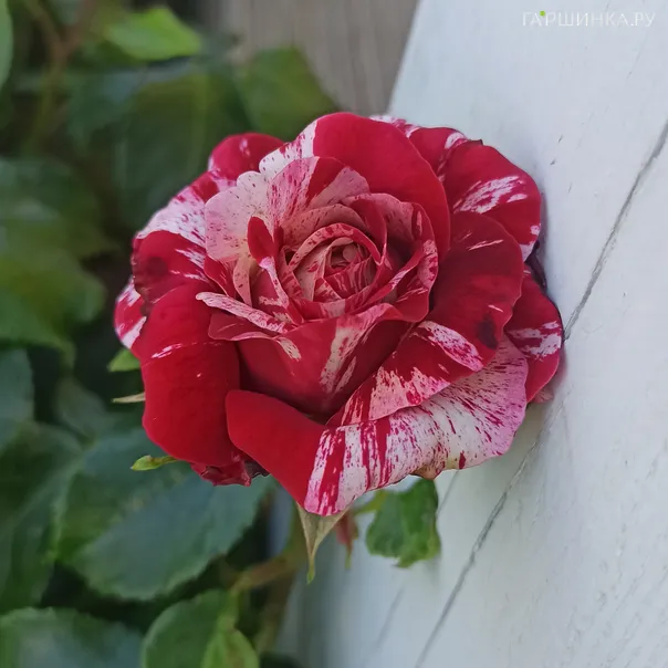 превью изображения отзыва