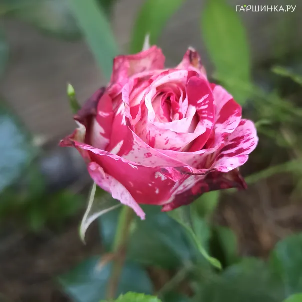 превью изображения отзыва