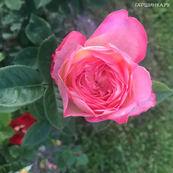 превью изображения отзыва