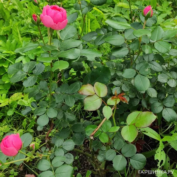 превью изображения отзыва