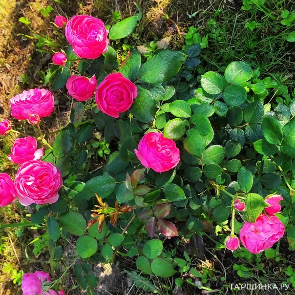 превью изображения отзыва