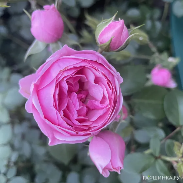 превью изображения отзыва