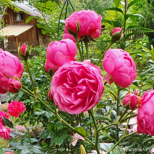 превью изображения отзыва