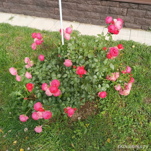 превью изображения отзыва