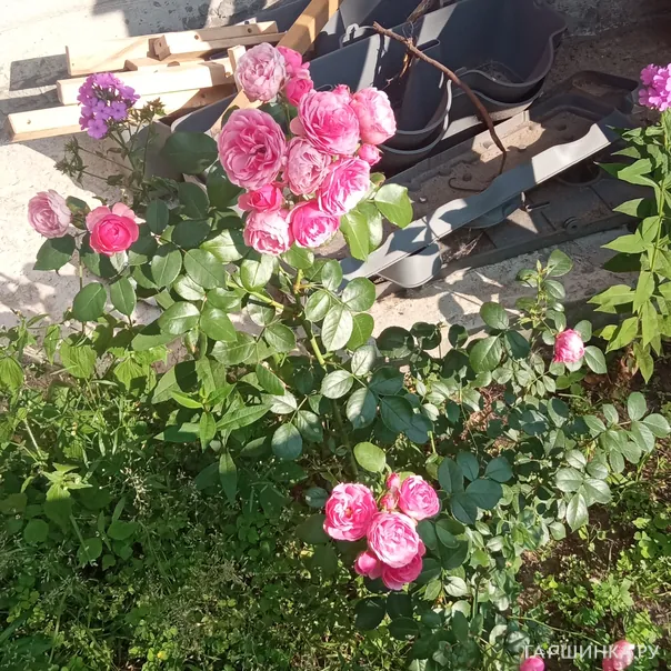 превью изображения отзыва