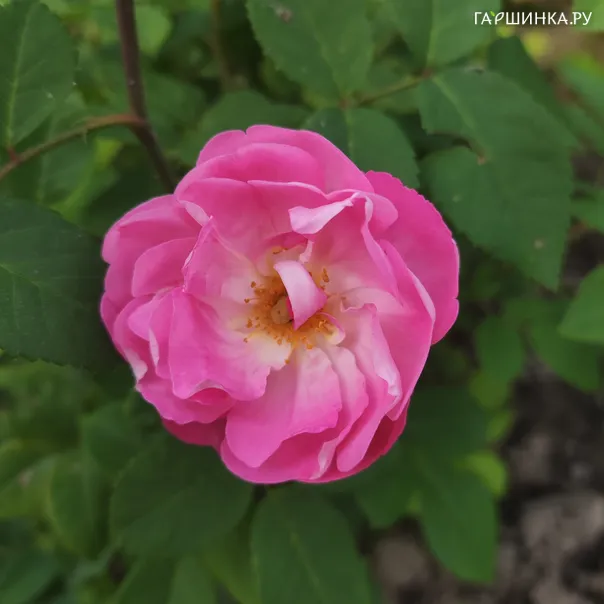 превью изображения отзыва
