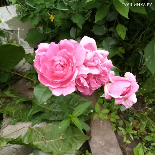 превью изображения отзыва