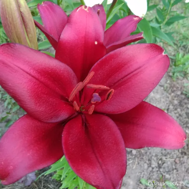 превью изображения отзыва