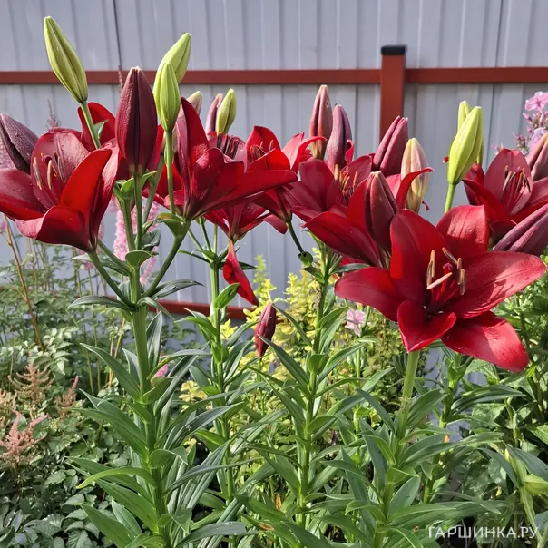 превью изображения отзыва