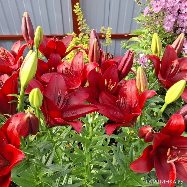 превью изображения отзыва