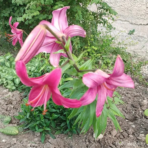 превью изображения отзыва