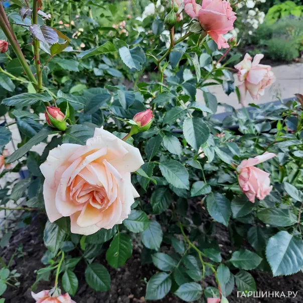 превью изображения отзыва