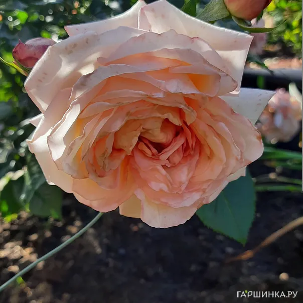 превью изображения отзыва