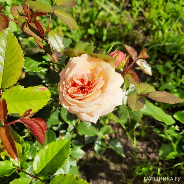 превью изображения отзыва