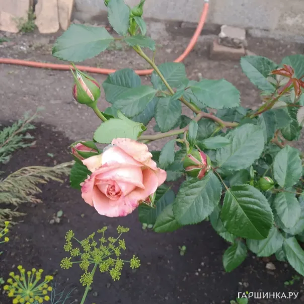 превью изображения отзыва