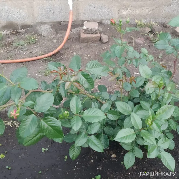 превью изображения отзыва