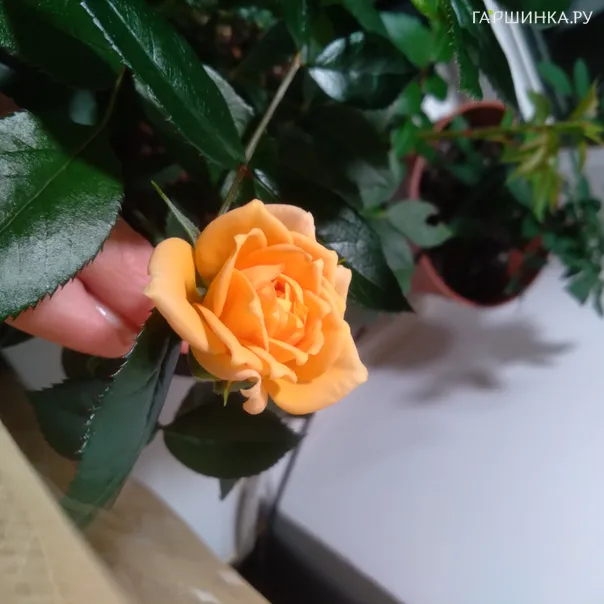 превью изображения отзыва