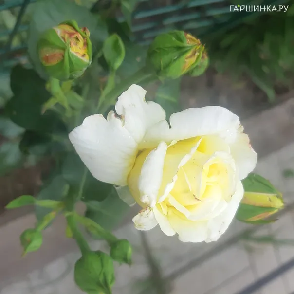 превью изображения отзыва