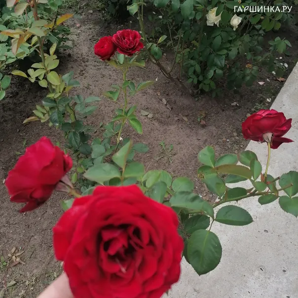 превью изображения отзыва