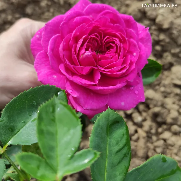 превью изображения отзыва