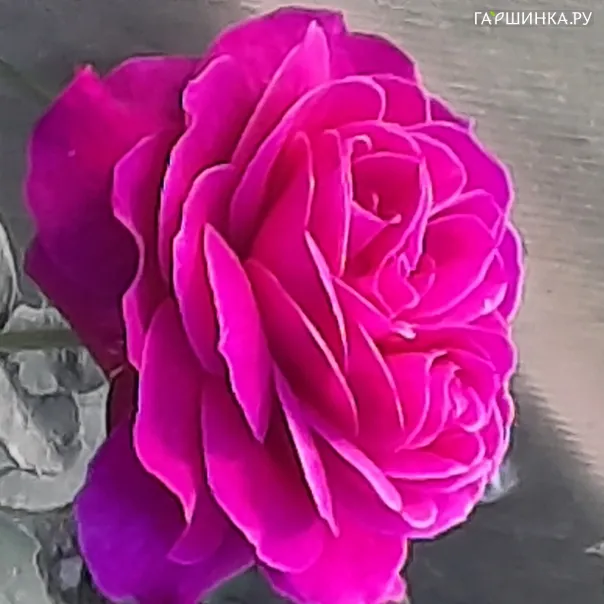 превью изображения отзыва