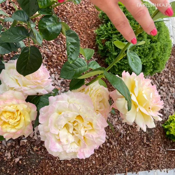 превью изображения отзыва