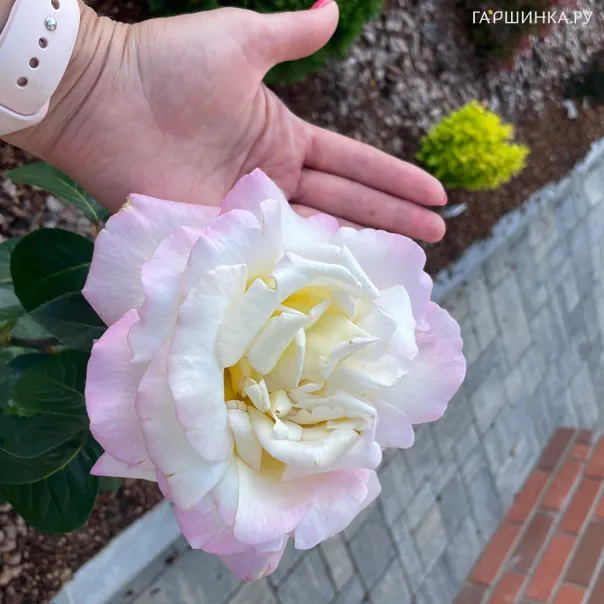 превью изображения отзыва