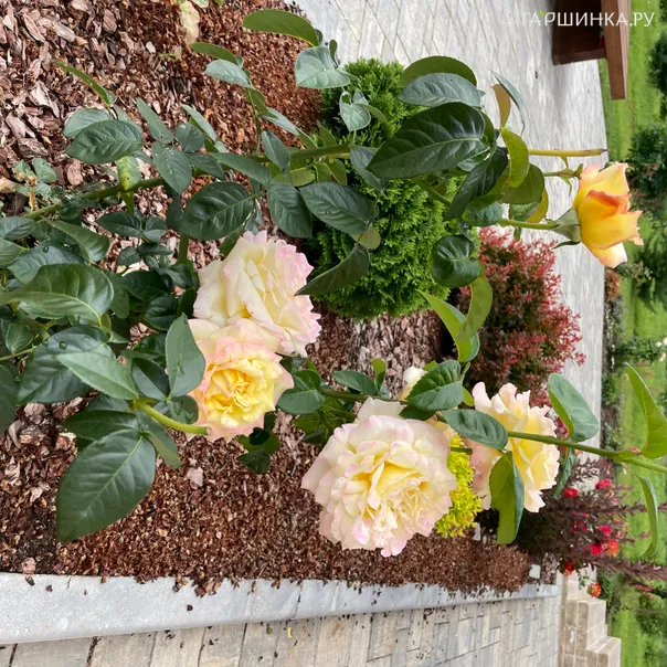 превью изображения отзыва