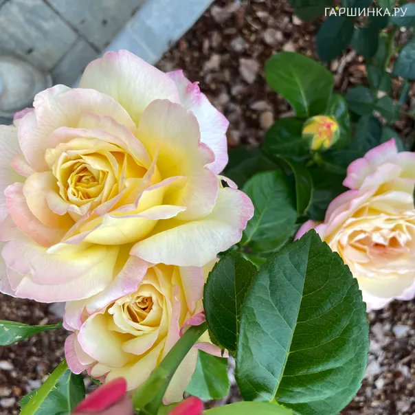 превью изображения отзыва