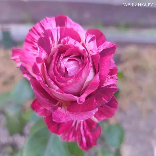 превью изображения отзыва