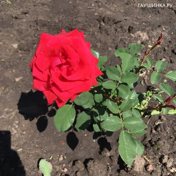 превью изображения отзыва