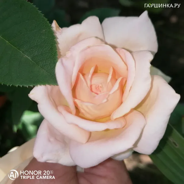 превью изображения отзыва