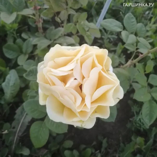 превью изображения отзыва